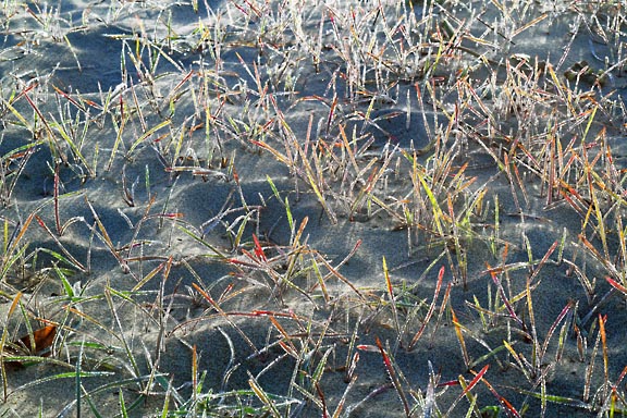 wet beach grass graphic